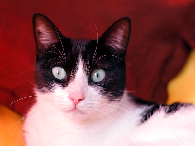 Black and white cat on a yellow background looking into the camera