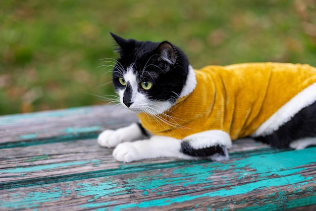 Black and white cat in a yellow sweater on a park bench.