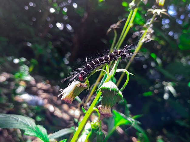 A black and white caterpillar is on a flower