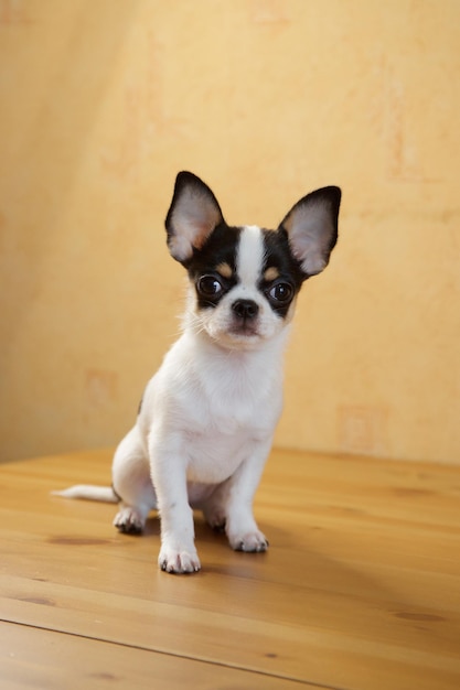 Black and white chihuahua puppy