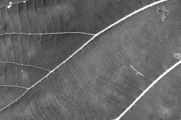 Black and white close up leaf texture