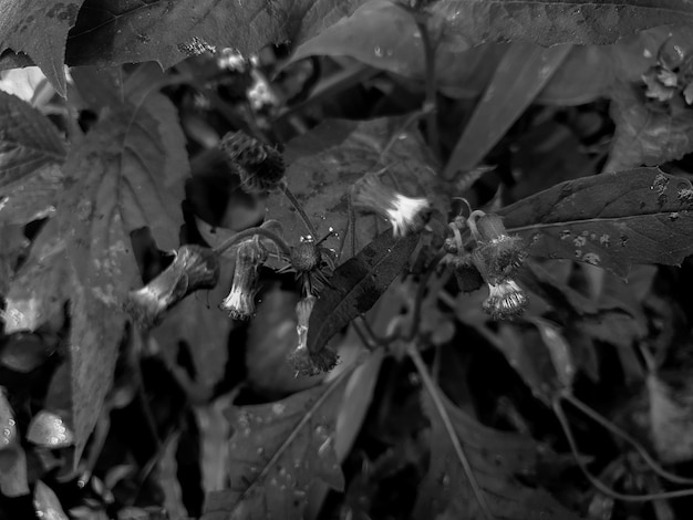 Black white close up macro shot of a tropical garden flower plant