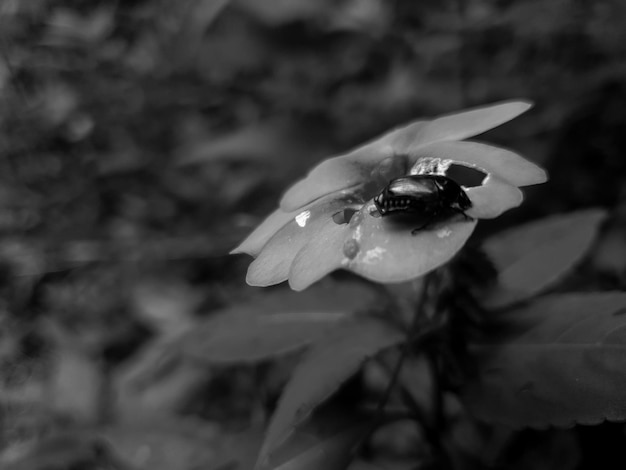 Black white close up macro shot of a tropical garden insect eating flower