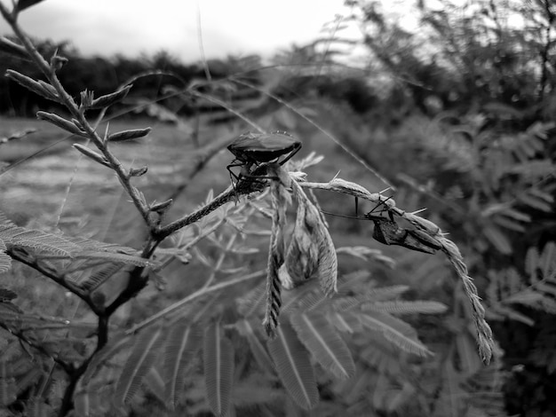 Black white close up macro shot of a tropical garden insect on the plant