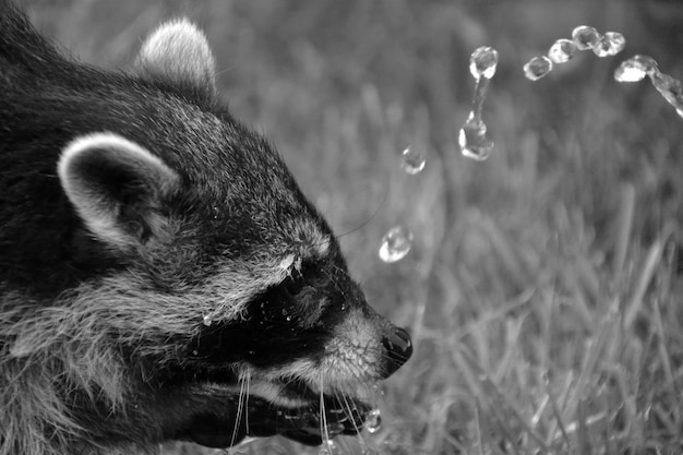 Black and white closeup of a young raccoon (Procyon lotor) playing with water