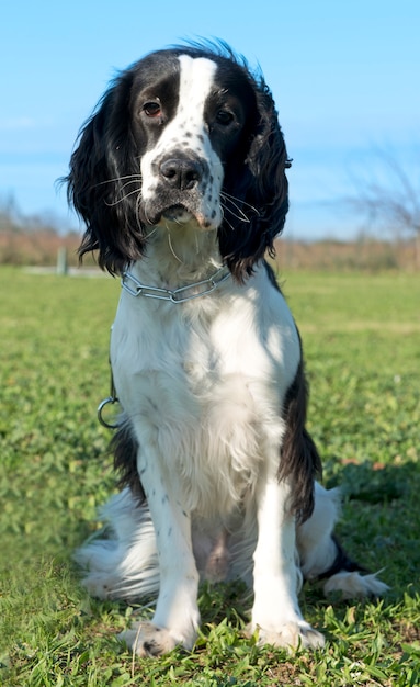 Foto cocker spaniel in bianco e nero