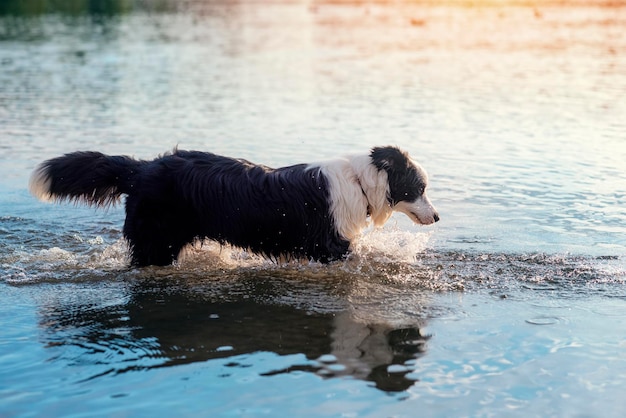 Черно-белый колли играет и плавает в воде в летний день