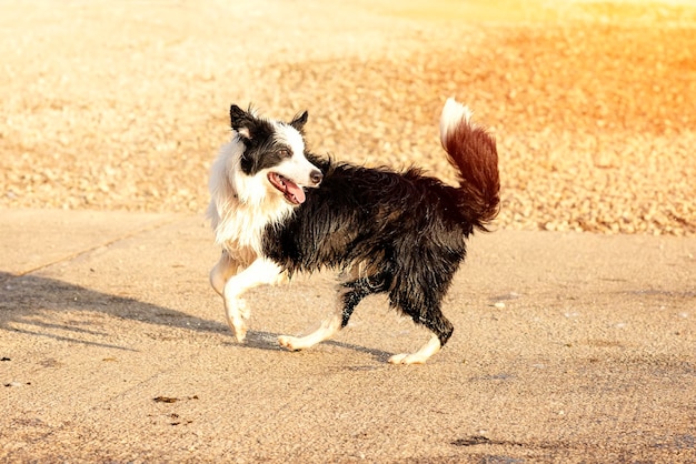 Black and white collie playing and swimming in water on summer day