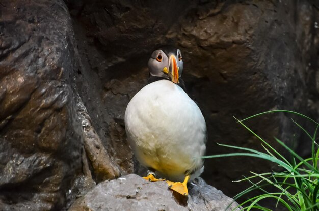 寒い場所にいる白黒のペンギン