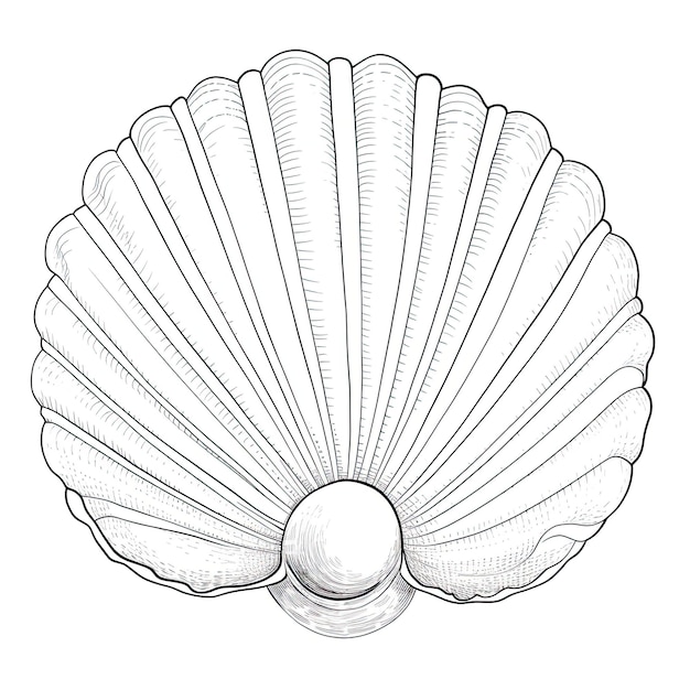 Photo black and white coloring picture of a cockle