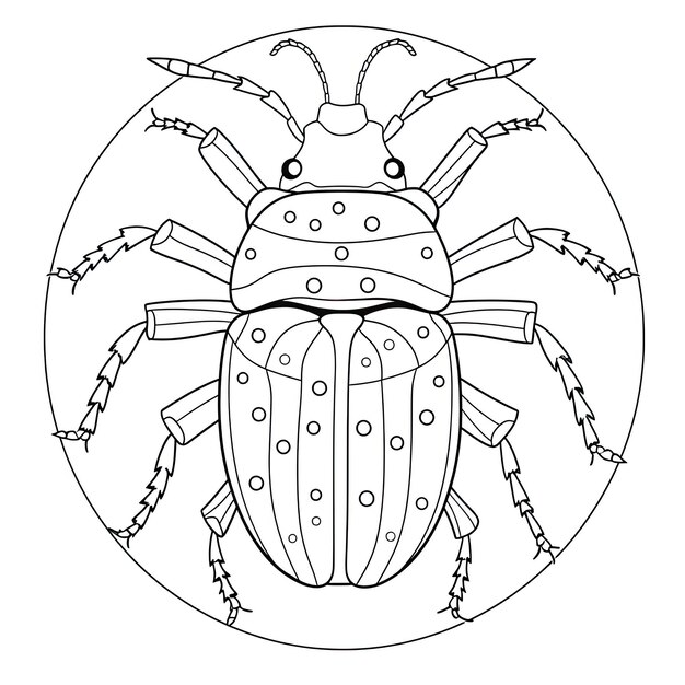 Photo black and white coloring picture of a solifugae