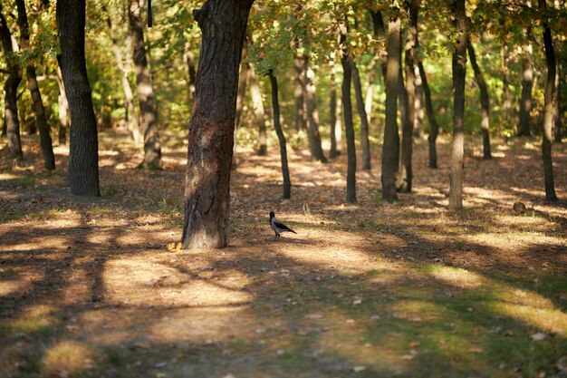 A black and white corvid sits on the ground in a summer forest with a blurred green background