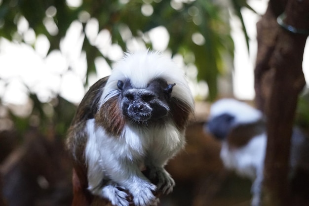 Black and white Cottontop tamarin monkey sitting on a tree