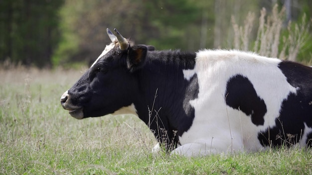 Photo black and white cow eating grass while shaking