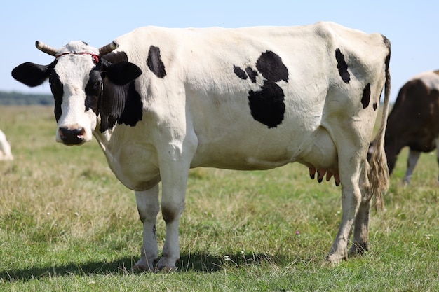 Black and white cow grazes on the grass in summer