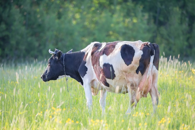 Black and white cow grazing in the green field