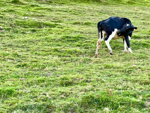 Black and white cow licking itself on the green meadow