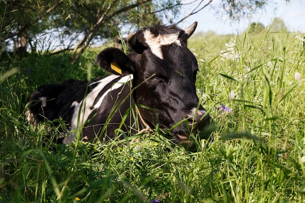 A black and white cow lies in the grass in the pasture. The cow lies in the shade of a tree.