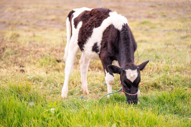 A black and white cow