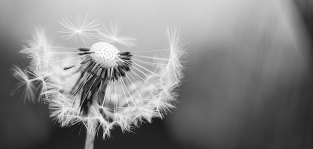 Black and white dandelion head with flying seeds on minimalist dramatic background Abstract nature