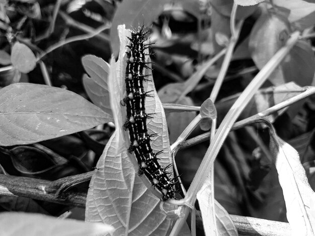 Черный белый украшен гусеницей на фоне листьев