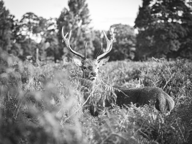 Photo black and white deer