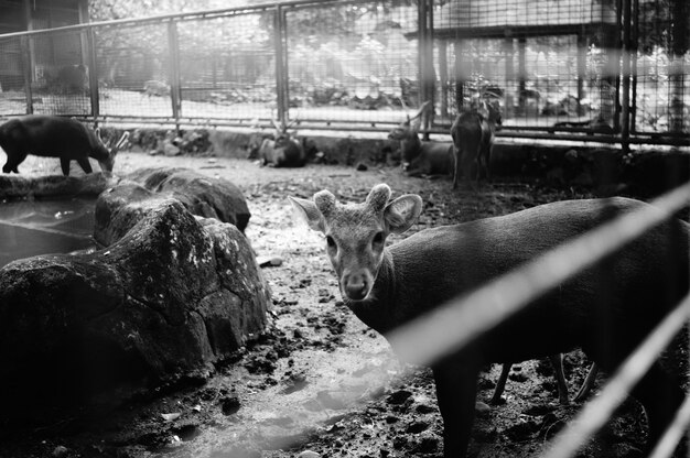 写真 ブラック＆ホワイトシカ