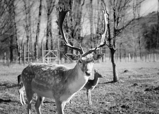 Black and white deers in the woods, Feltre, Belluno, Italy