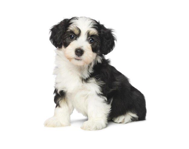 black and white dog cute puppies sitting in front hugging retriever isolated on white