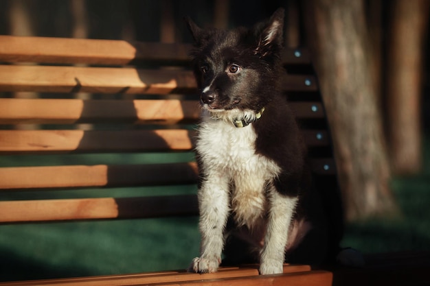 A black and white dog is standing on a bench