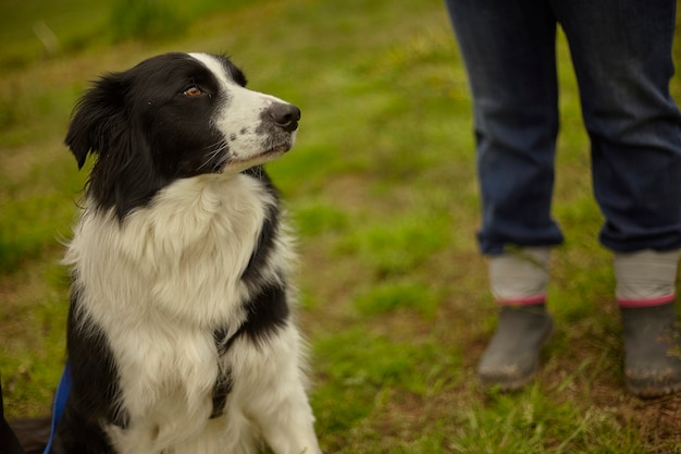 Black and white dog at the park.