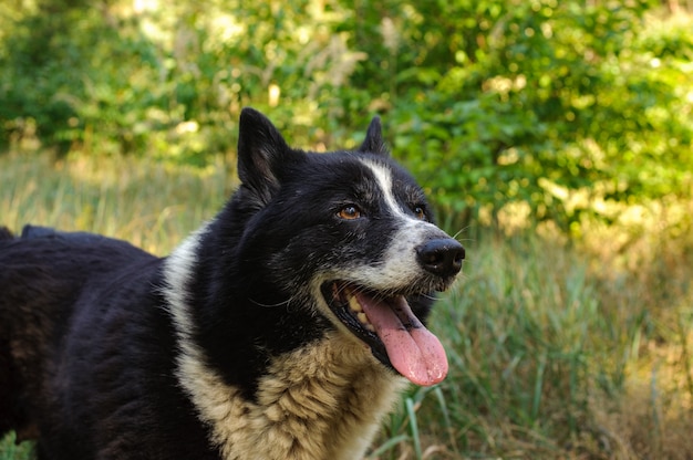 Black and white dog standing with a open mouth