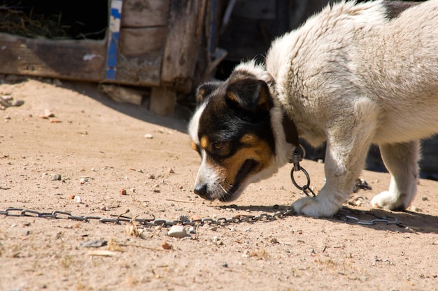 A black and white dog stands on the sand