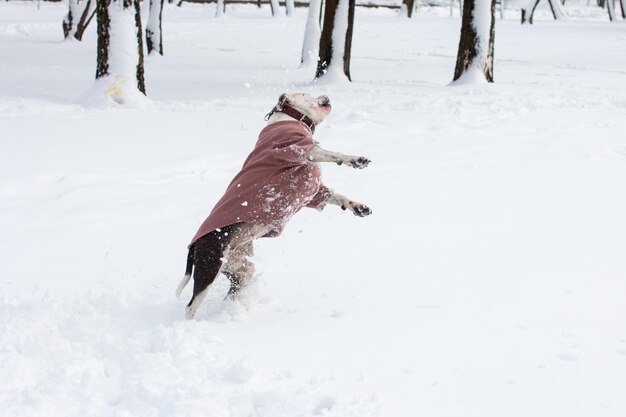 A black and white dog in a sweatshirt is playing in the snow Winter walk