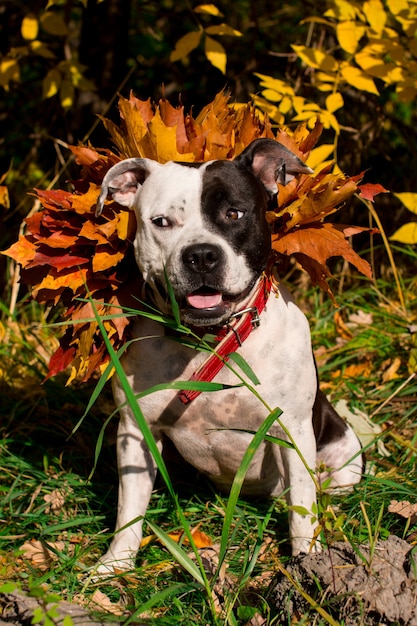 Foto un cane bianco e nero in una passeggiata nel fogliame giallo. autunno d'oro