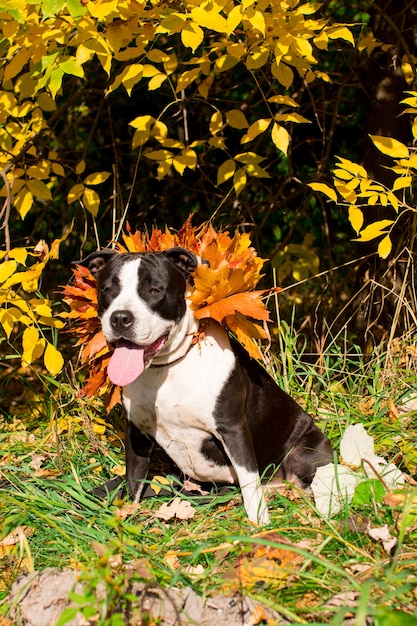A black and white dog on a walk in yellow foliage. Golden Autumn