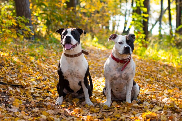 黄色の葉の中を散歩している黒と白の犬。黄金の秋