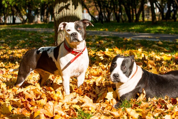 黄色の葉の中を散歩している黒と白の犬。黄金の秋