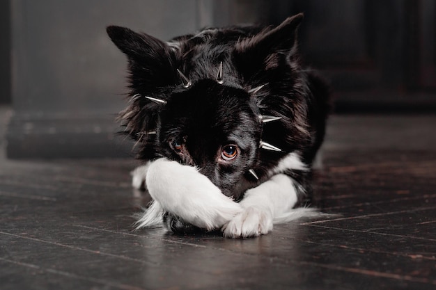 A black and white dog with spikes on its ears and ears is laying on a wooden floor.