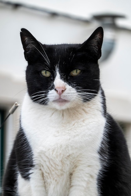 Black and white domestic cat