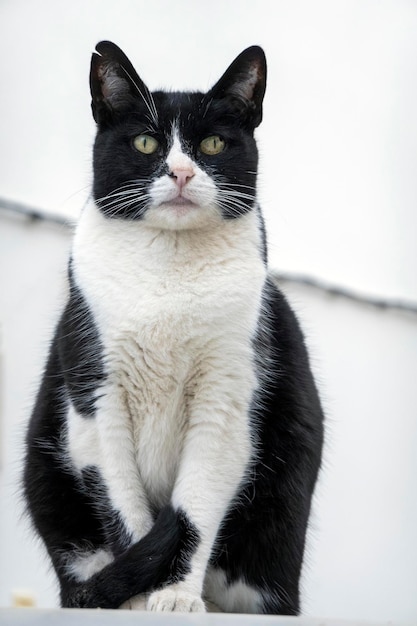 Black and white domestic cat