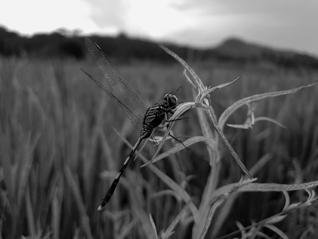 葉の背景の美しさの自然に黒と白のトンボ