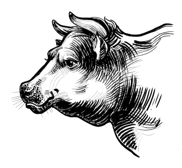 A black and white drawing of a cow with a nose and a nose.