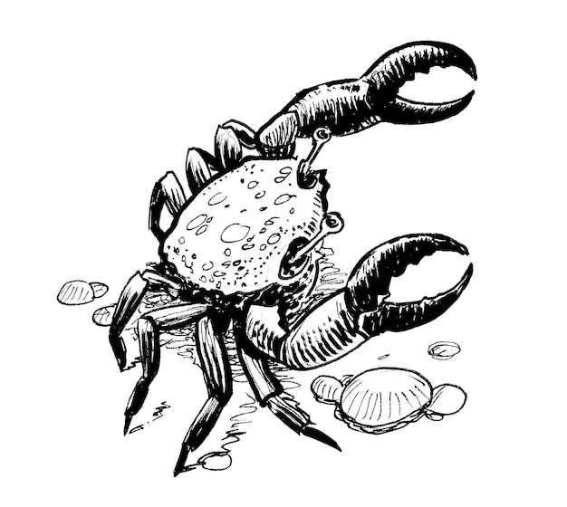 A black and white drawing of a crab