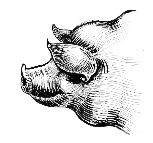 A black and white drawing of a pig's head.