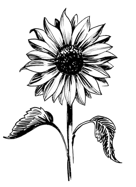 A black and white drawing of a sunflower with the word sunflower on it.