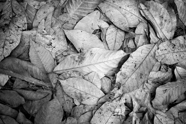 Black and white dry leaf background