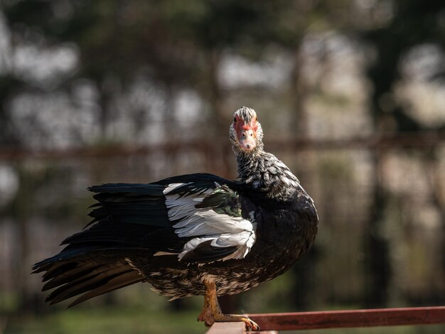 Photo a black and white duck is standing on a post with a blurry background