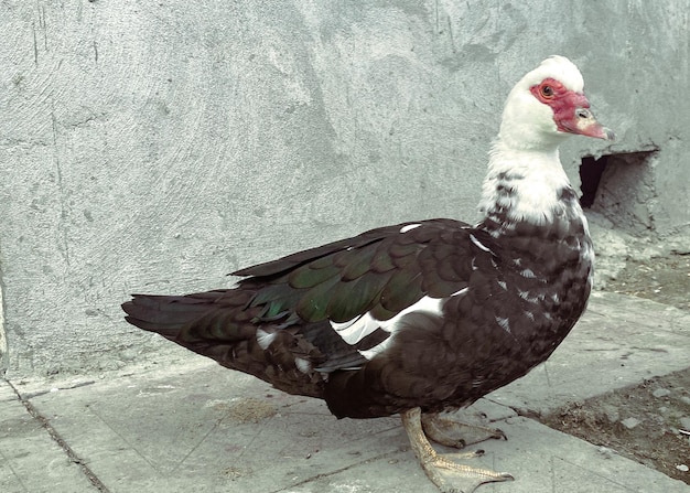 A black and white duck with a red eye