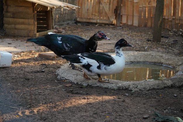 black and white ducks going to have some water